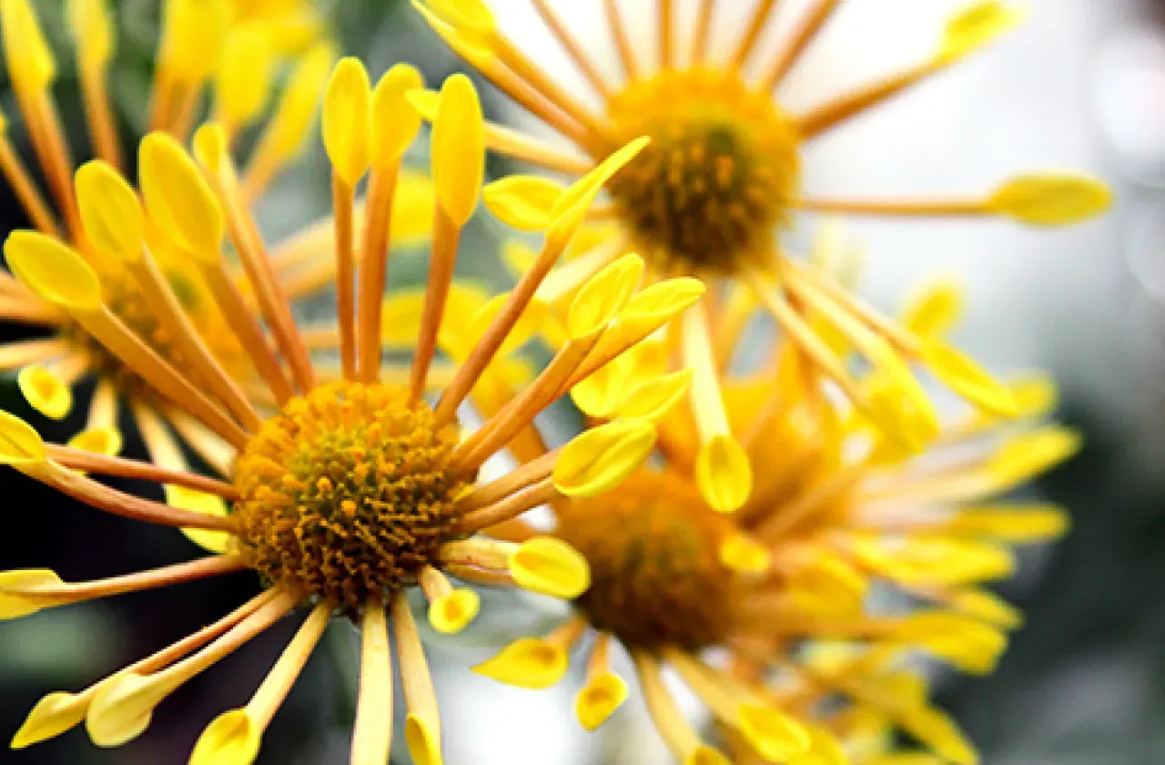 Yellow flower in the annual Mum Show